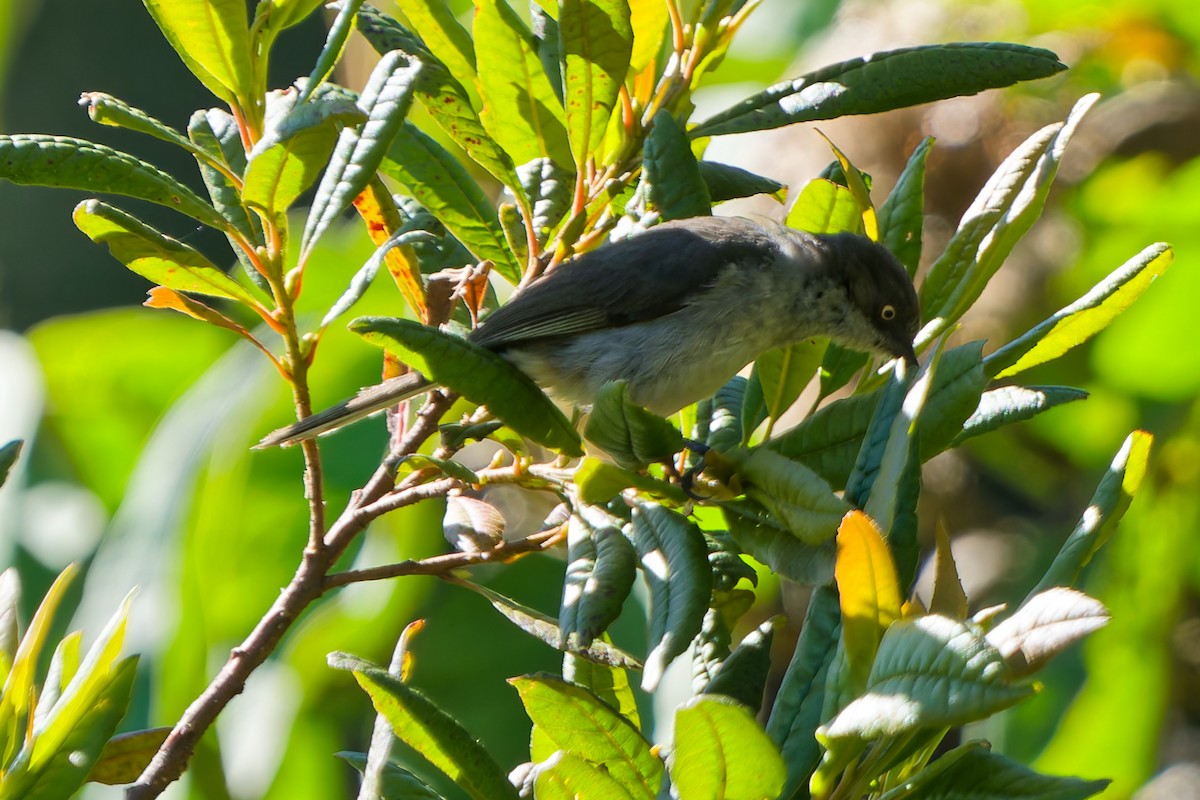 Drab Hemispingus - ML646318218