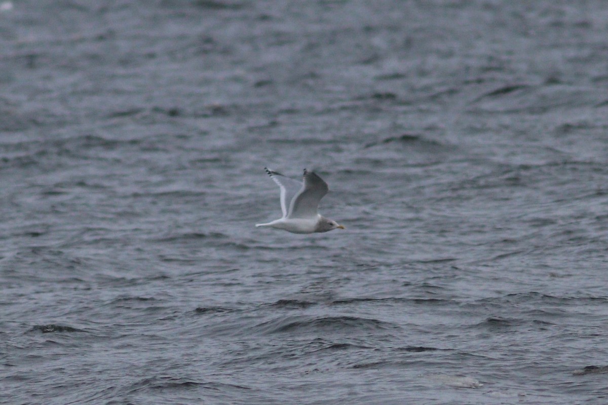 Iceland Gull (Thayer's) - ML646318219