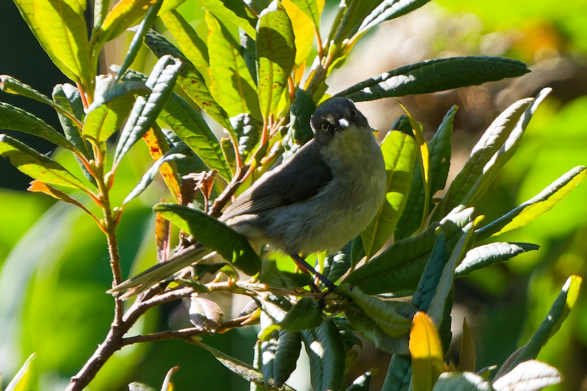 Drab Hemispingus - ML646318220