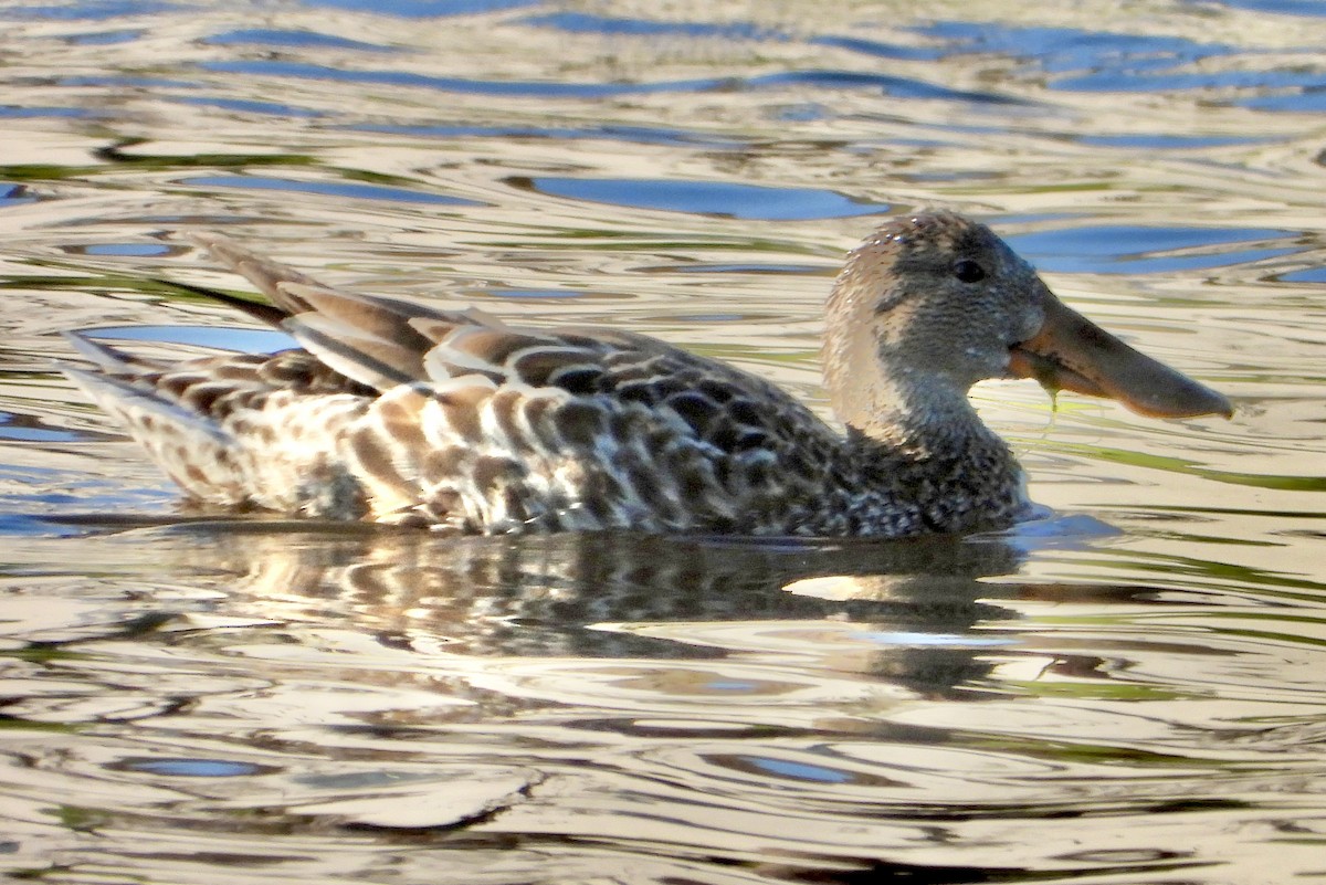 Northern Shoveler - ML646318221
