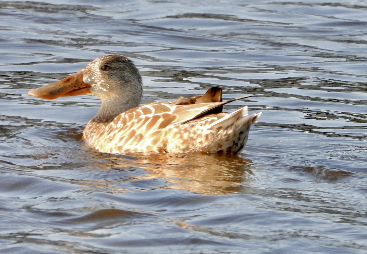 Northern Shoveler - ML646318224