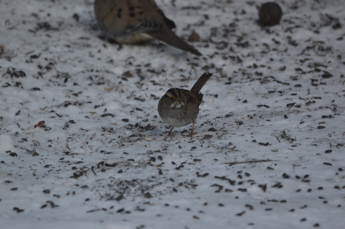 White-throated Sparrow - ML646318227