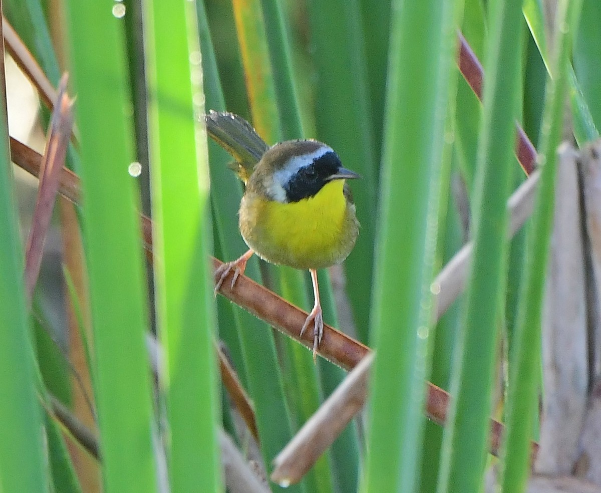 Common Yellowthroat - ML646318228