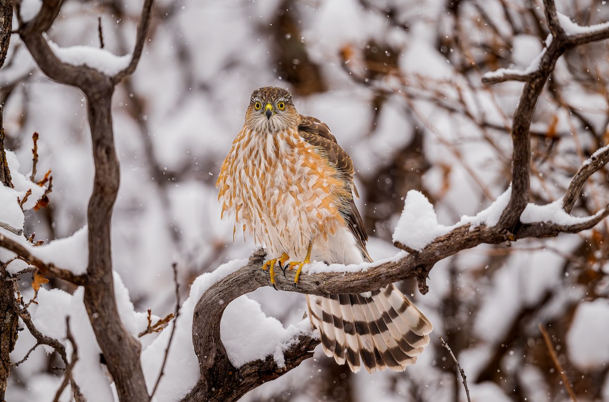 Sharp-shinned Hawk - ML646318230