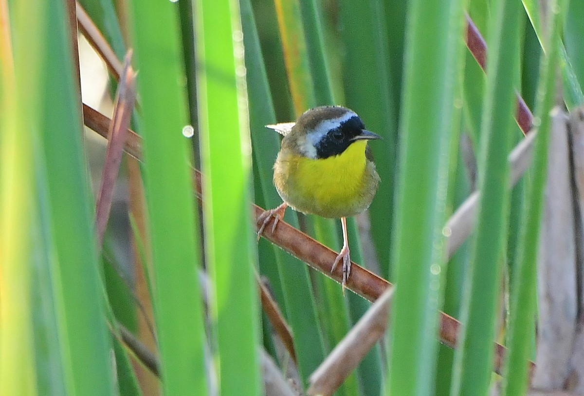 Common Yellowthroat - ML646318232