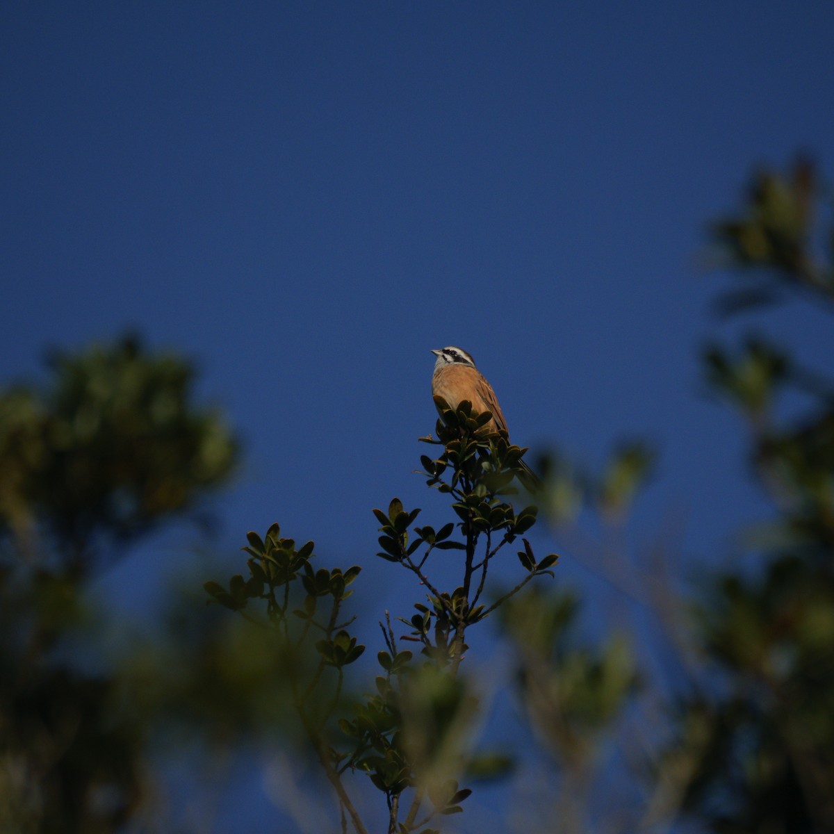Вівсянка чорновуса - ML646318233