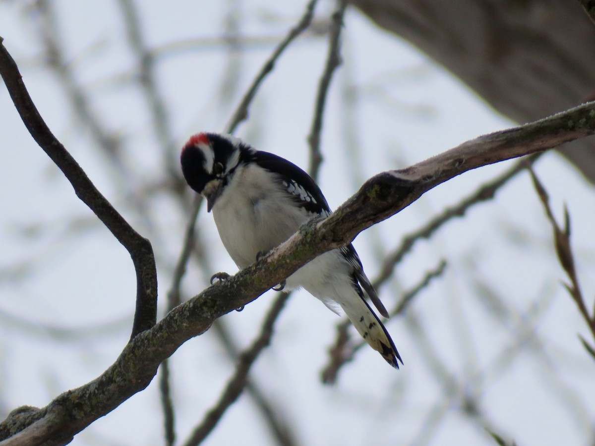 Downy Woodpecker - ML646318238