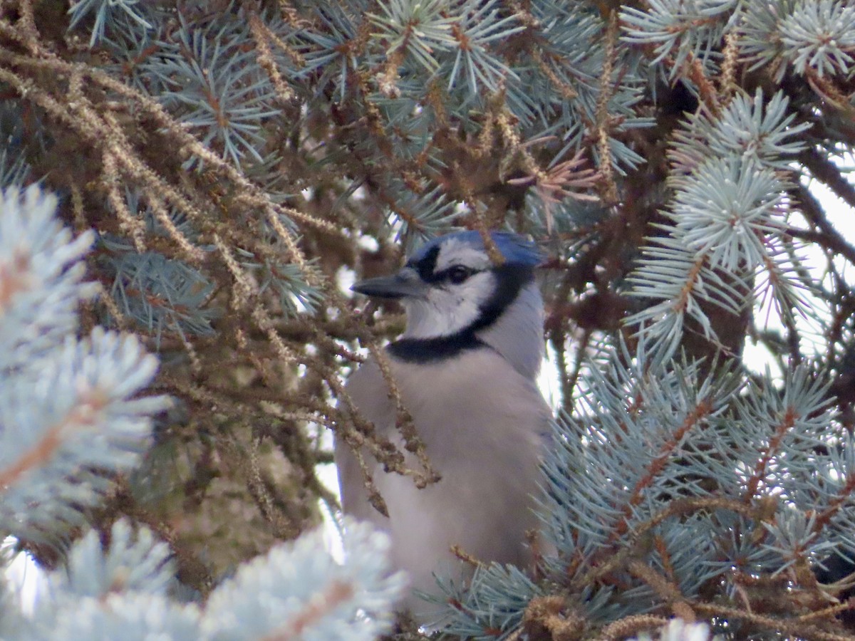 Blue Jay - ML646318240