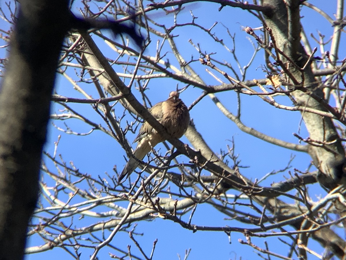 Mourning Dove - ML646318242