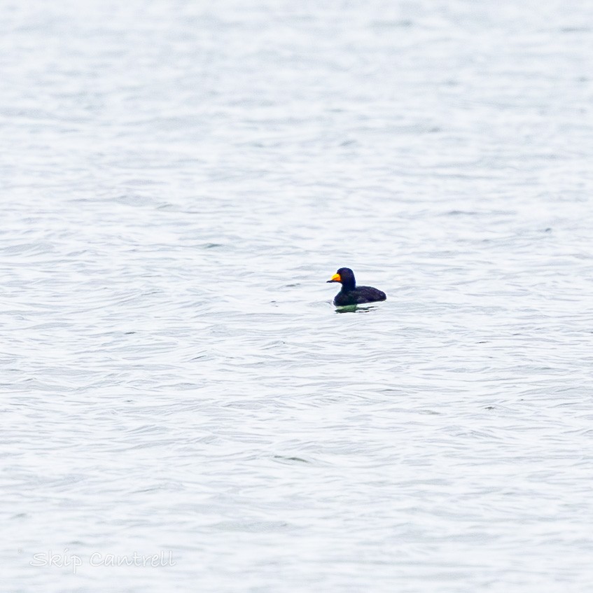 Black Scoter - ML646318248