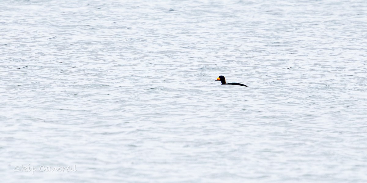 Black Scoter - ML646318249