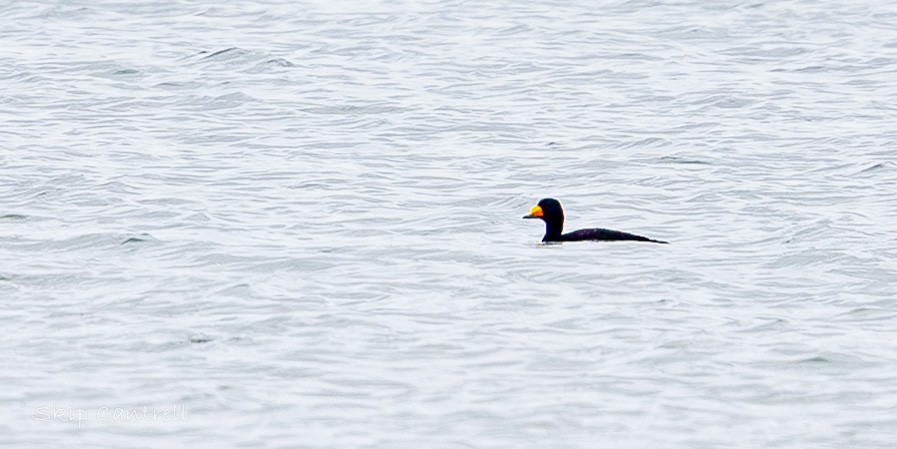 Black Scoter - ML646318250