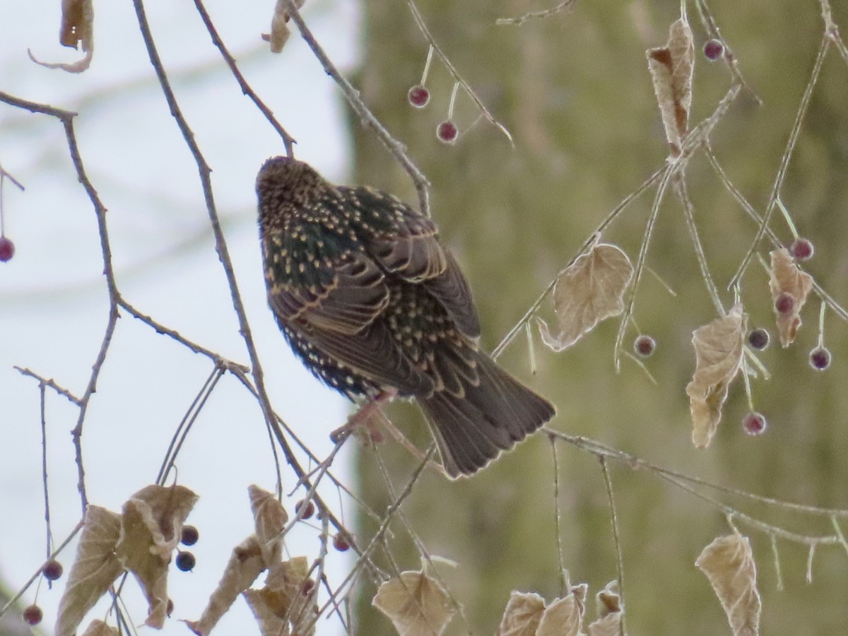 European Starling - ML646318252