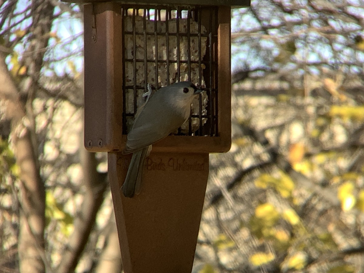 Tufted Titmouse - ML646318255