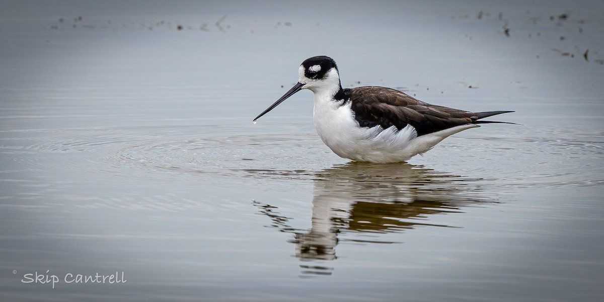 Black-necked Stilt - ML646318256