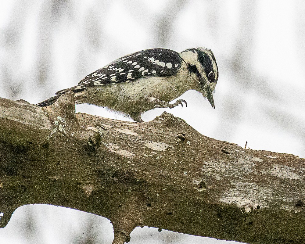 strakapoud osikový - ML646318257