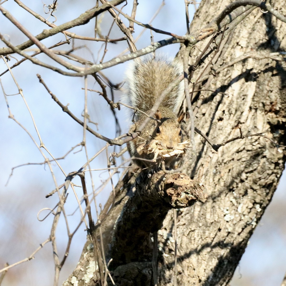 Animals - ML646318258