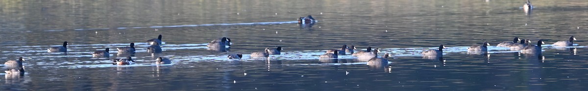 Лиска американська - ML646318259