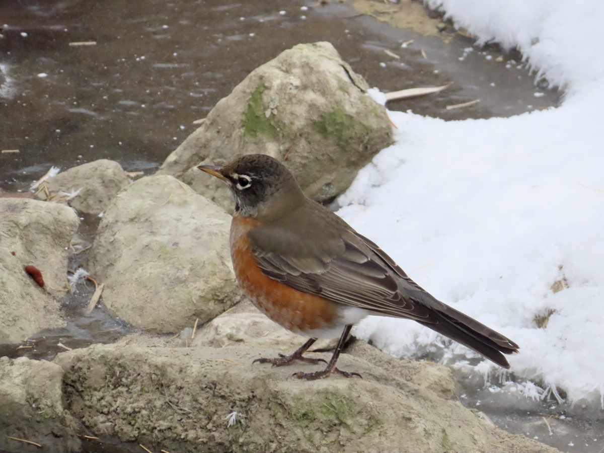 American Robin - ML646318260