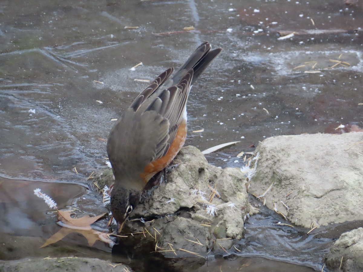 American Robin - ML646318261