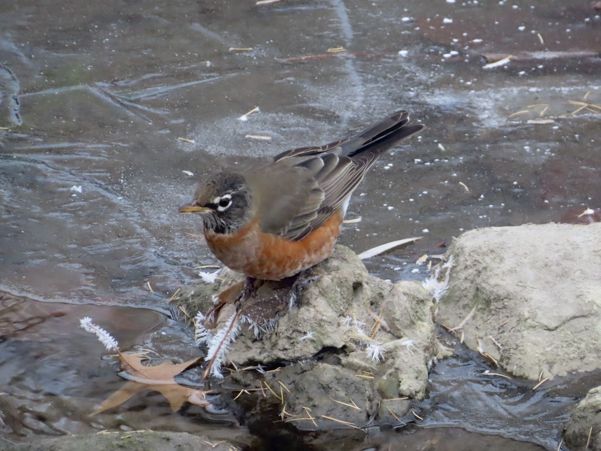 American Robin - ML646318262