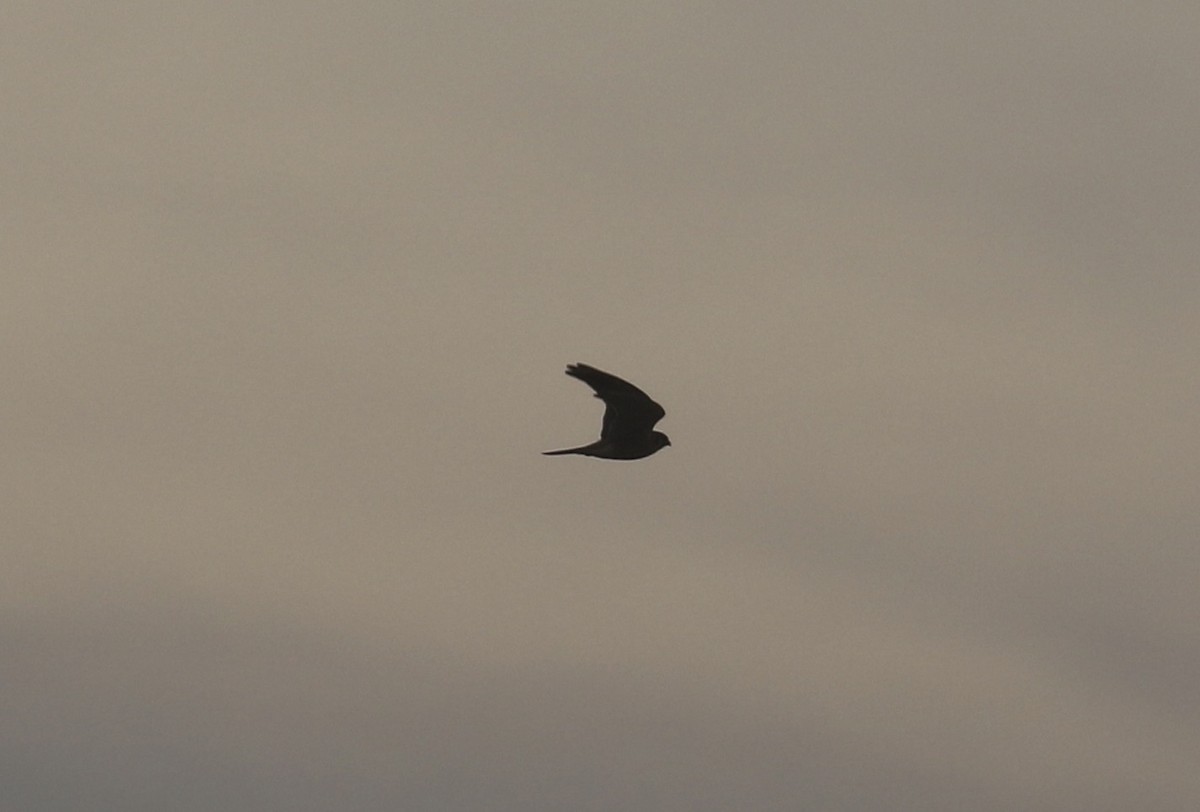 Çayır Doğanı - ML646318264