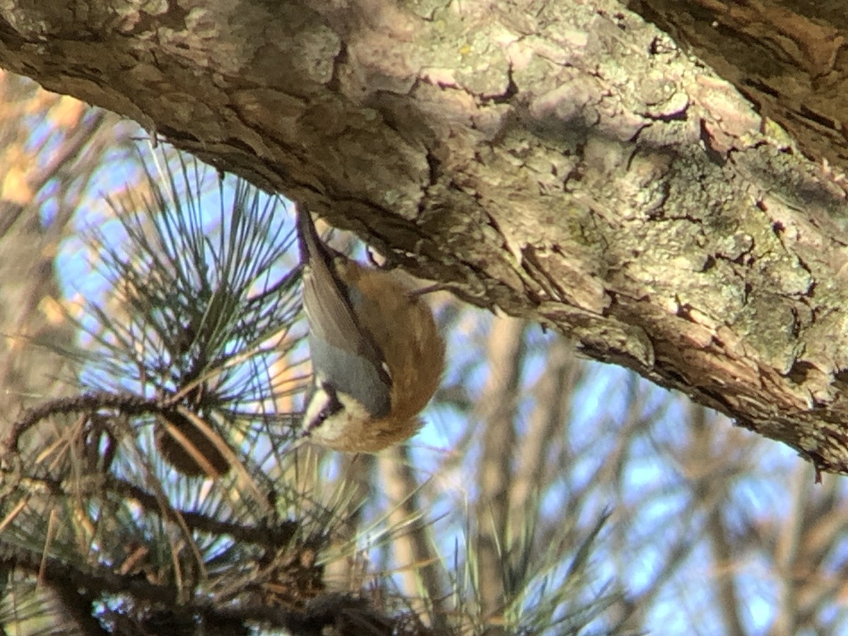 Red-breasted Nuthatch - ML646318265