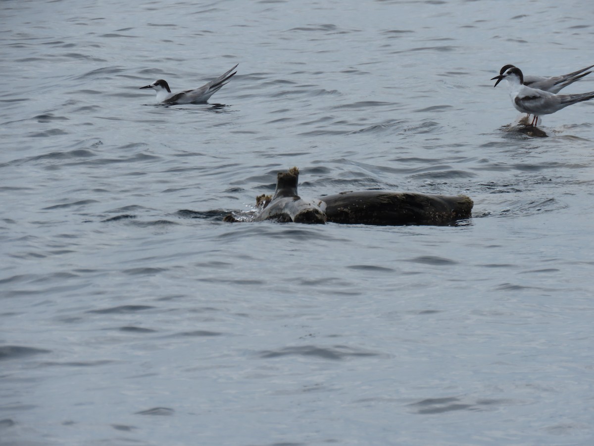 Common Tern - ML646318266