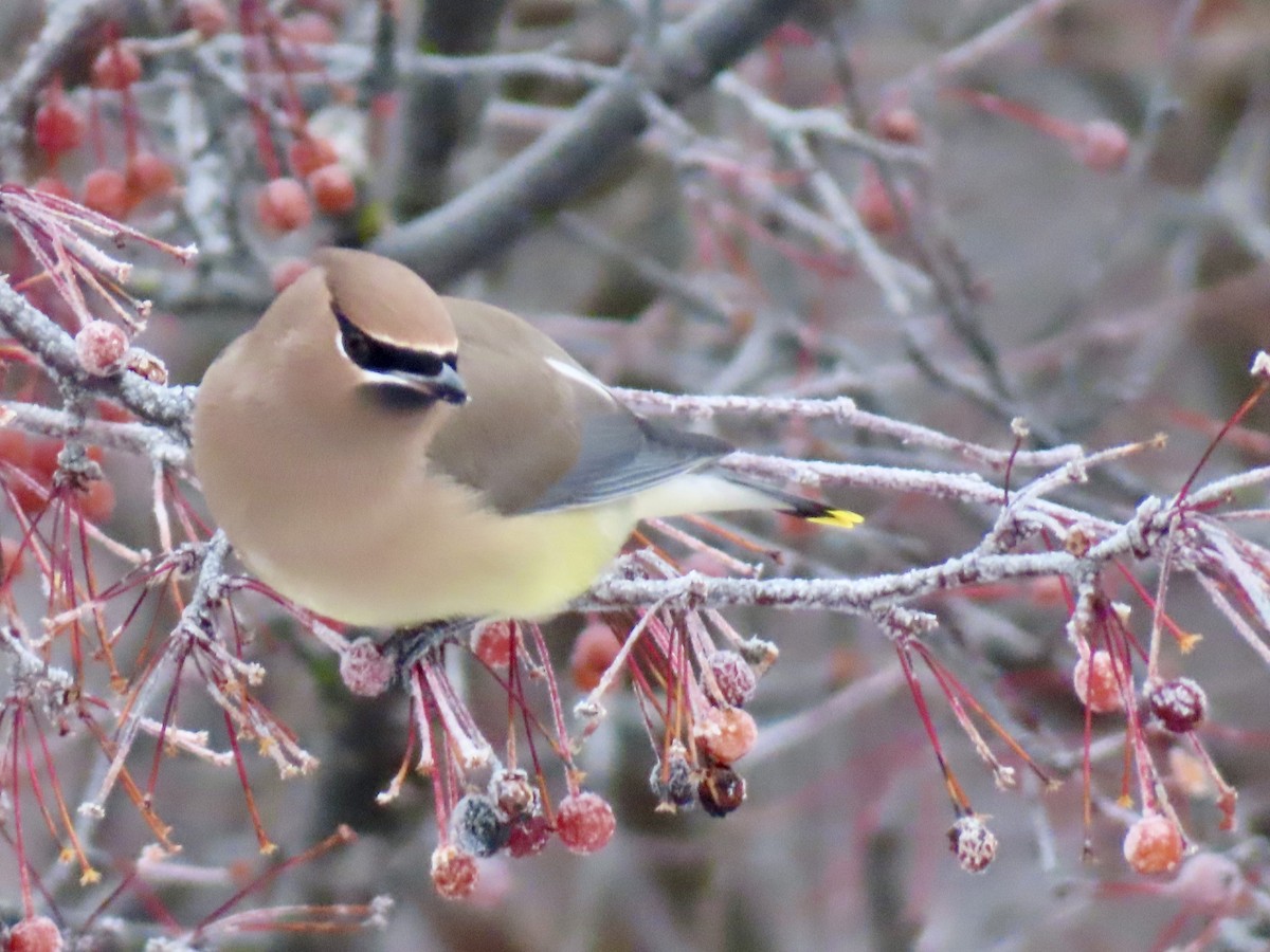 ヒメレンジャク - ML646318267