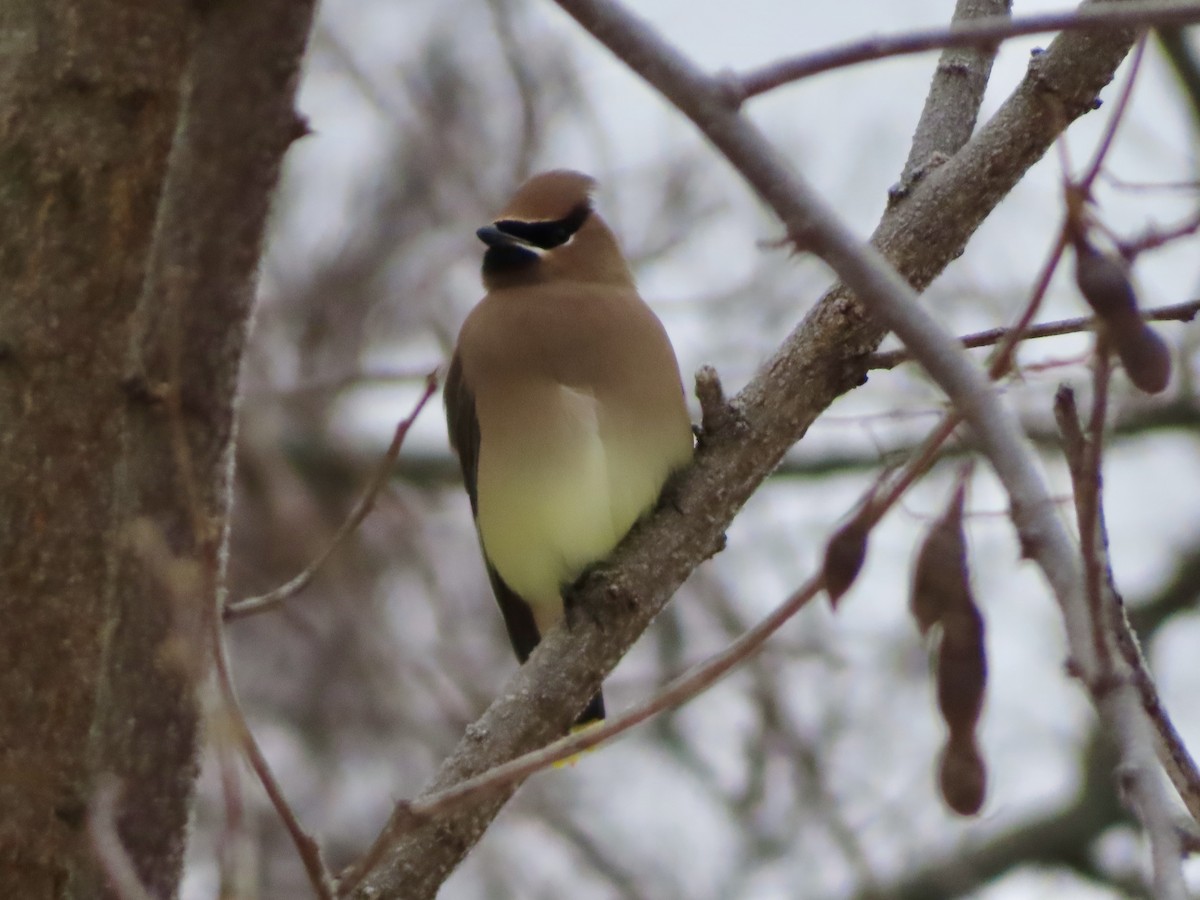 ヒメレンジャク - ML646318268