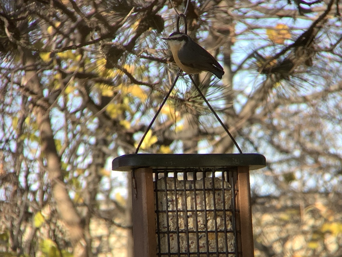 Red-breasted Nuthatch - ML646318269