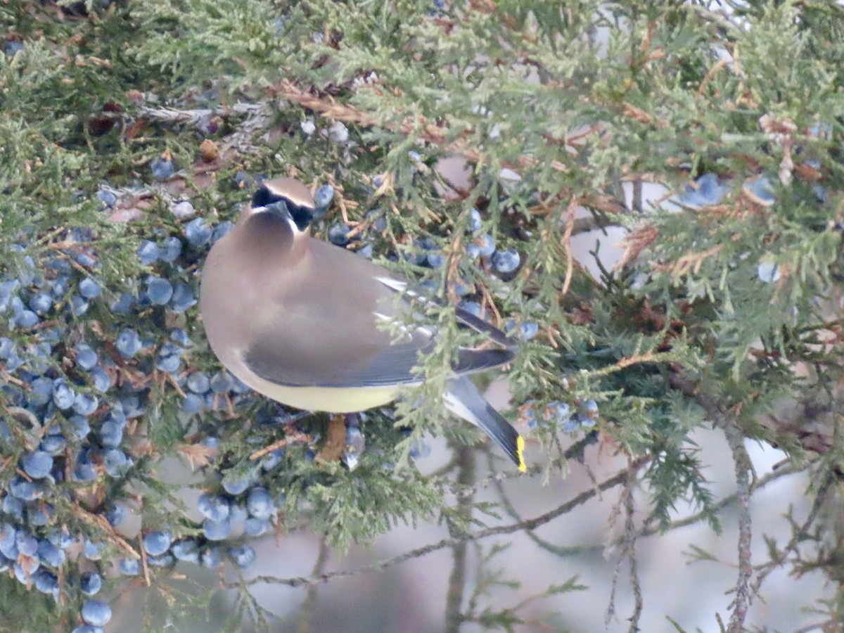 ヒメレンジャク - ML646318270