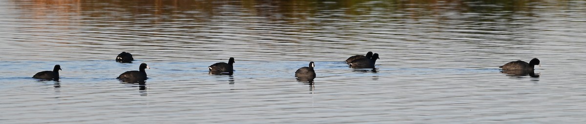 Лиска американська - ML646318271