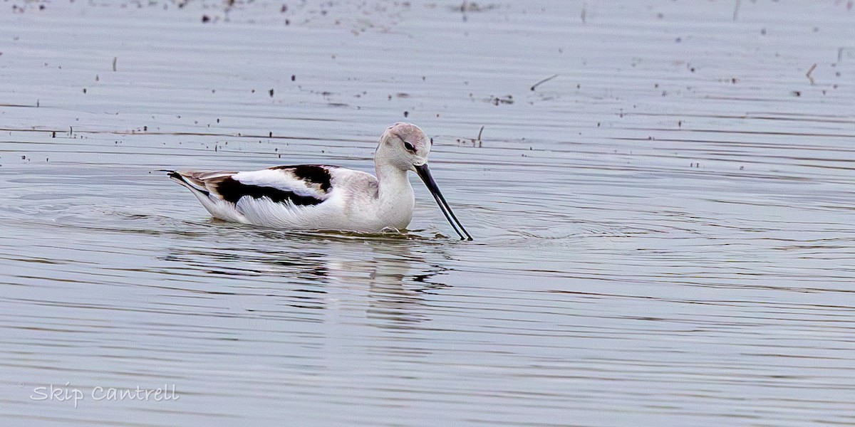 American Avocet - ML646318272