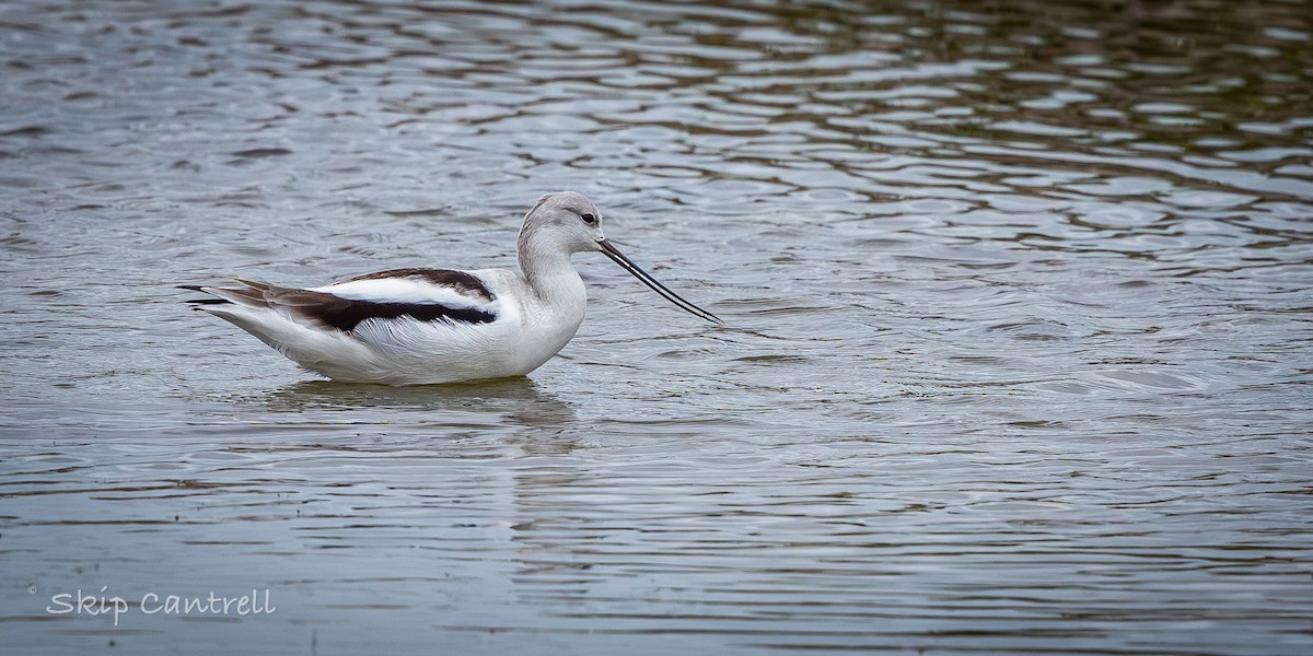 American Avocet - ML646318273