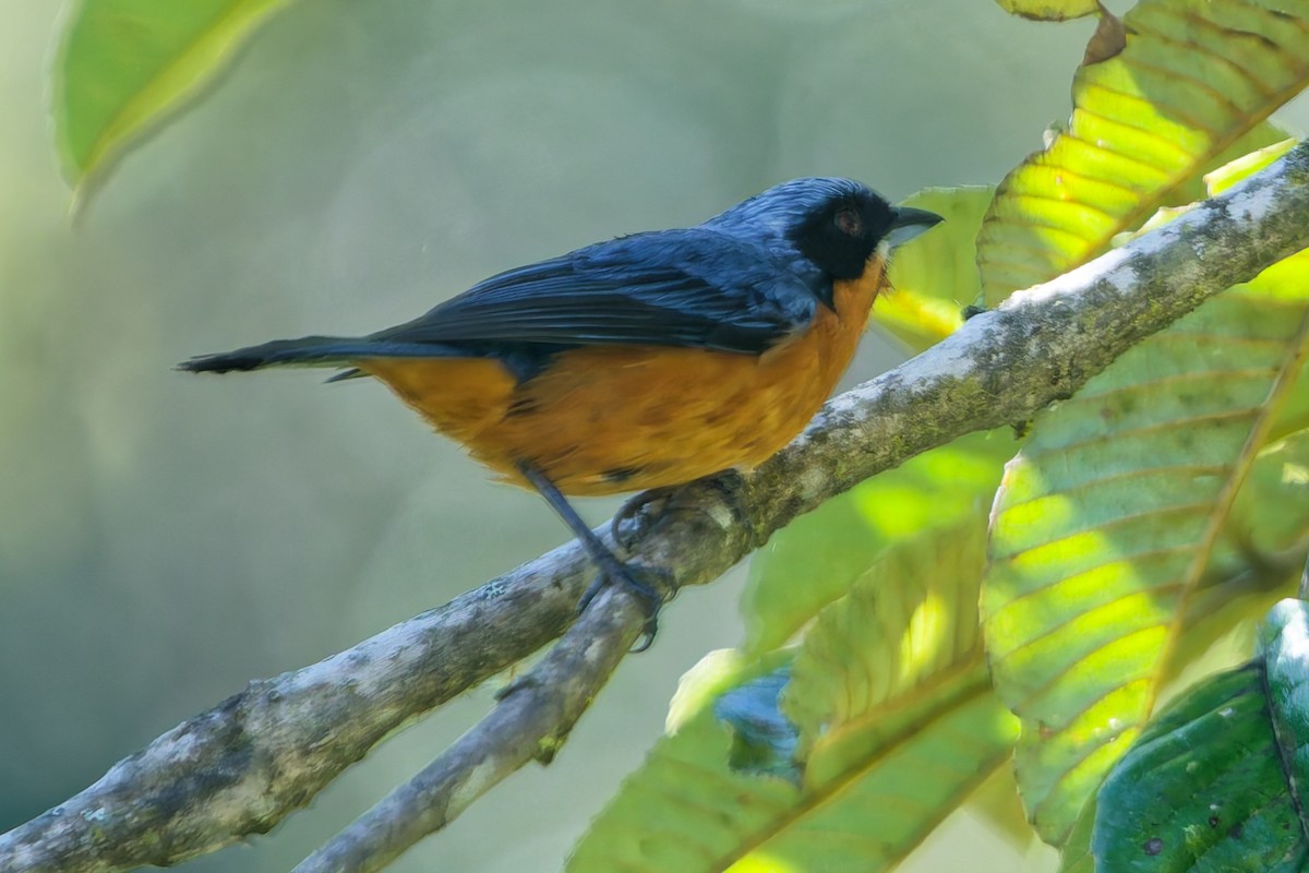 Chestnut-bellied Mountain Tanager - ML646318274