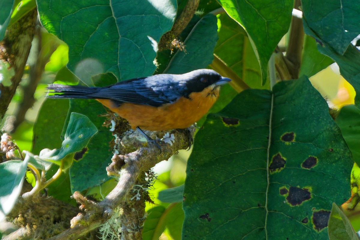 Chestnut-bellied Mountain Tanager - ML646318275