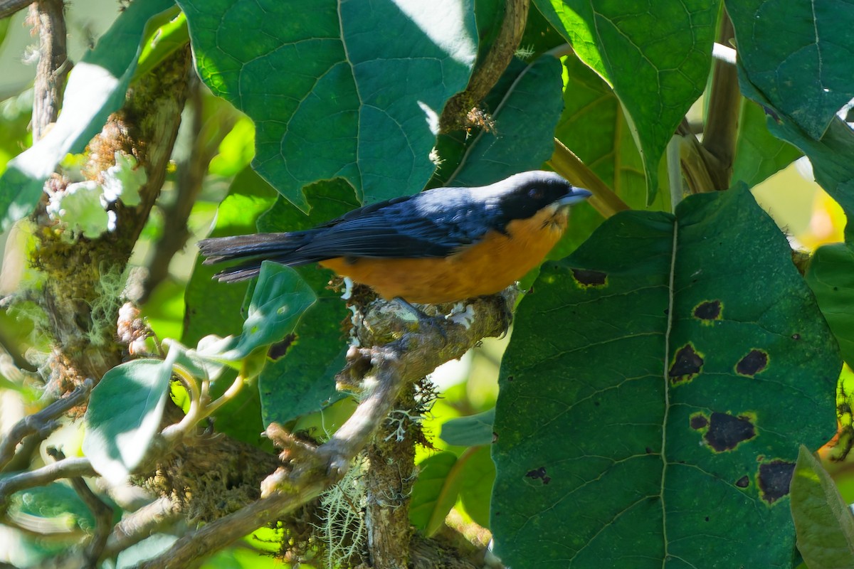 Chestnut-bellied Mountain Tanager - ML646318276