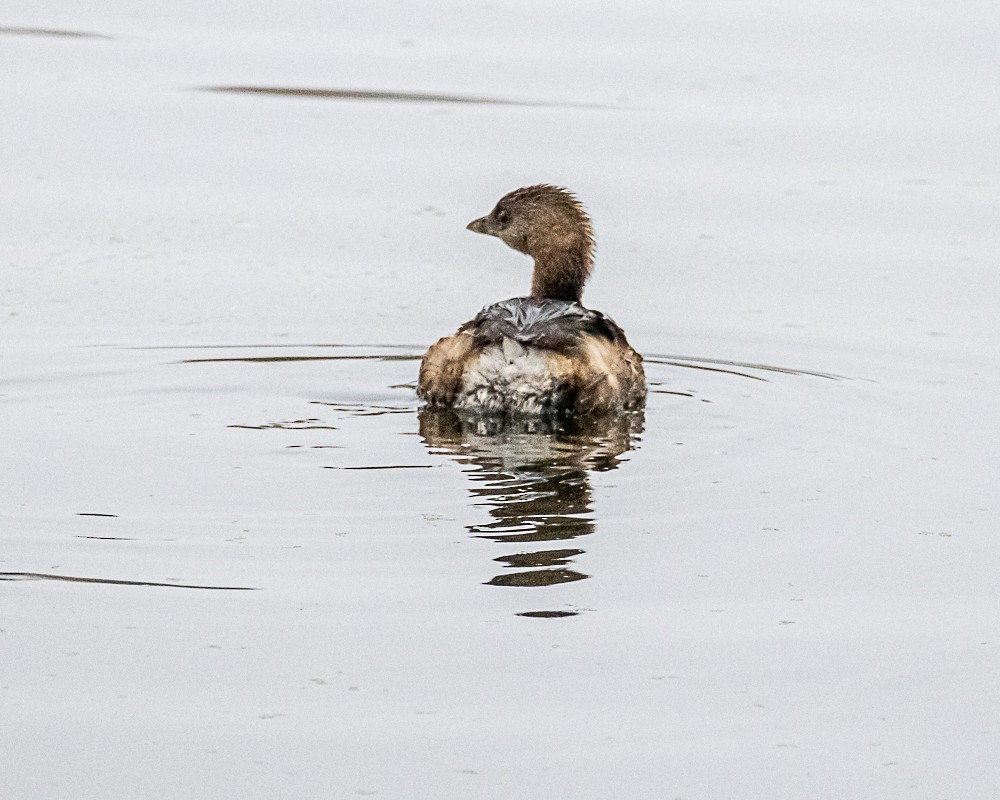 potápka americká - ML646318277