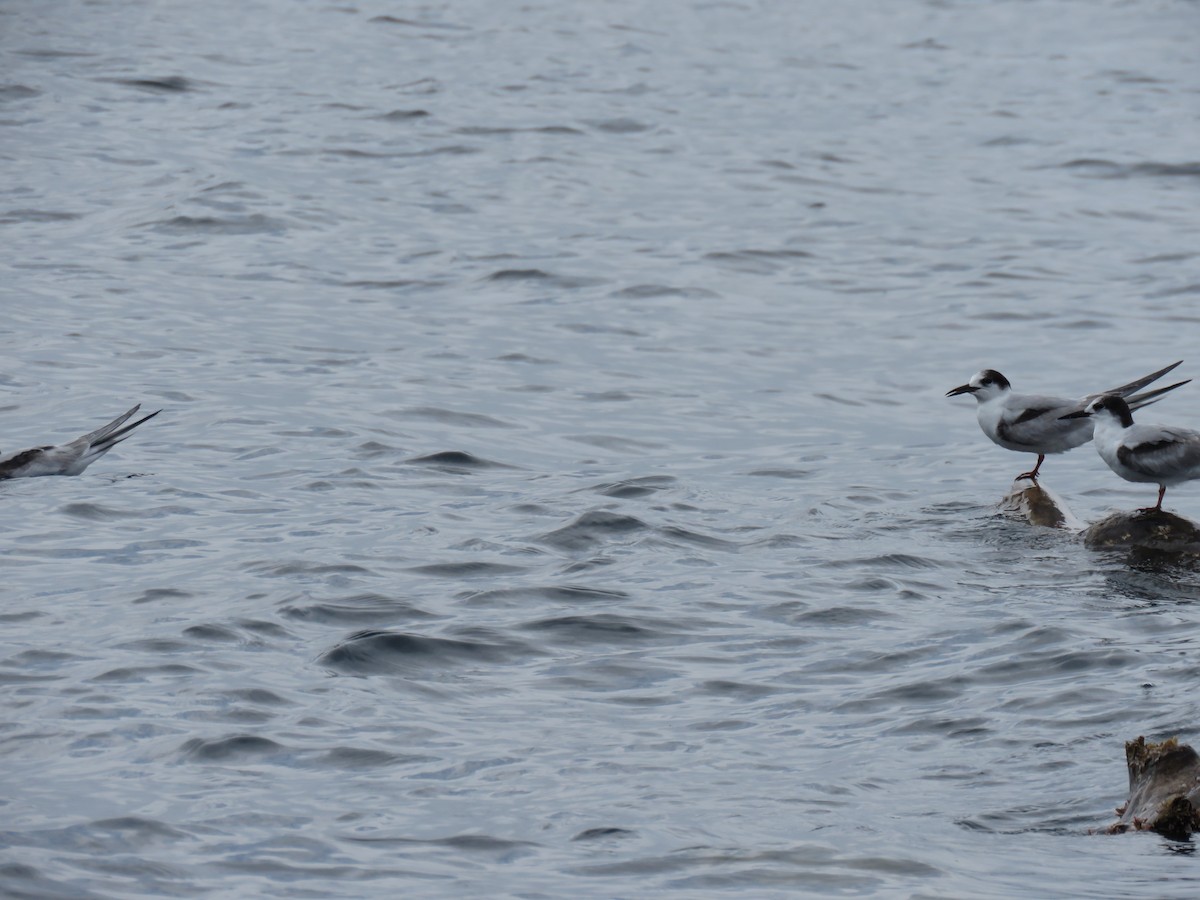 Common Tern - ML646318278