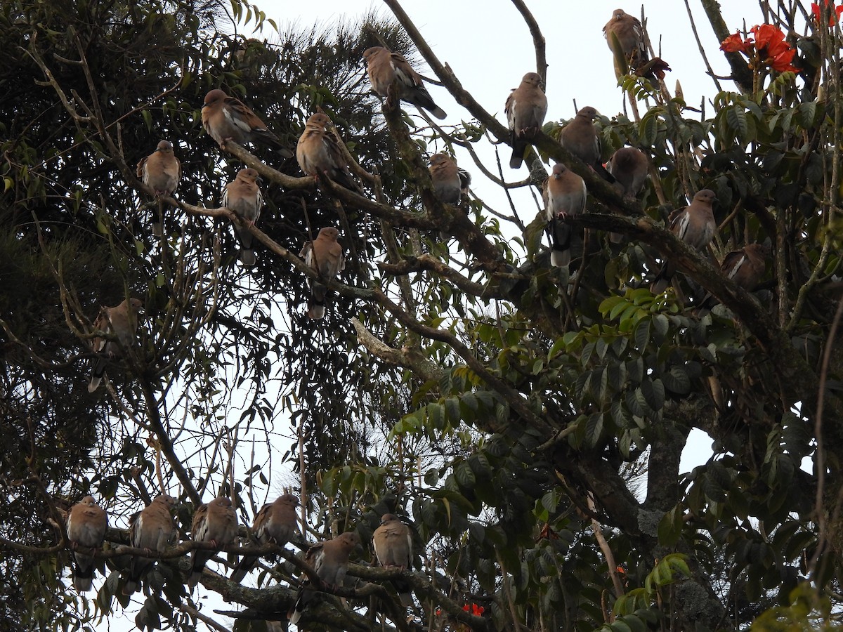 White-winged Dove - ML646318279