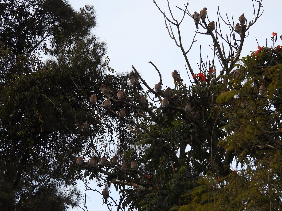 White-winged Dove - ML646318280