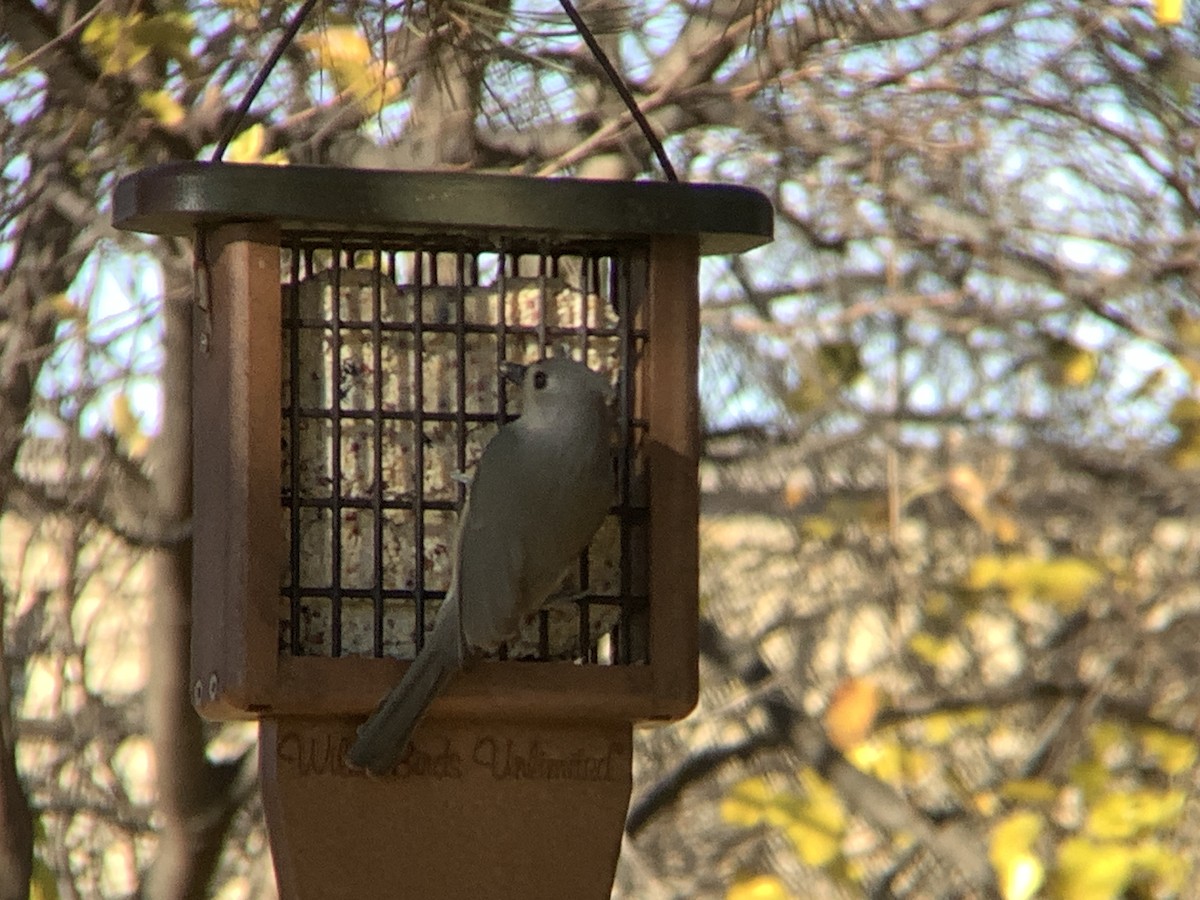 Tufted Titmouse - ML646318281