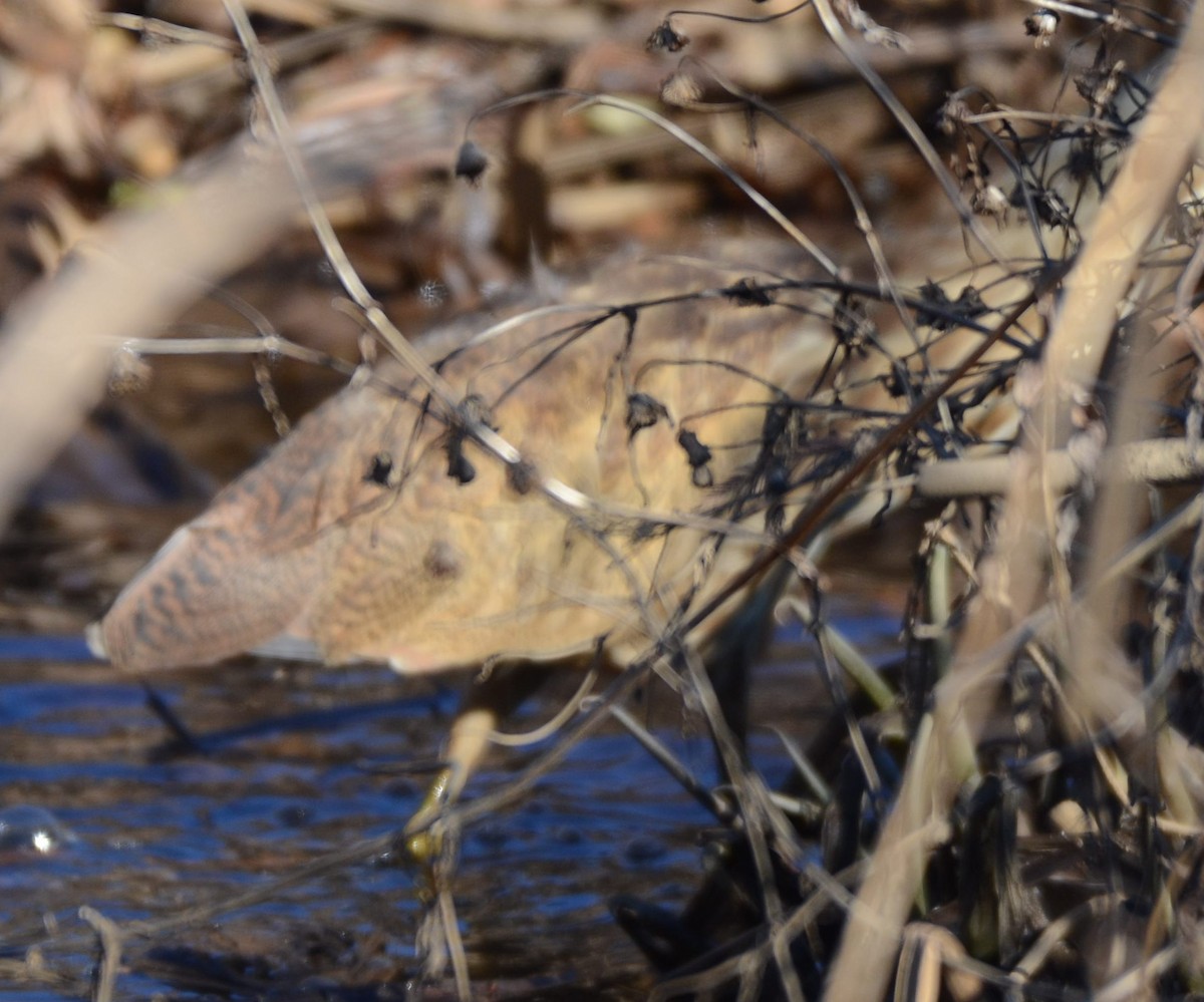 bukač severoamerický - ML646318283