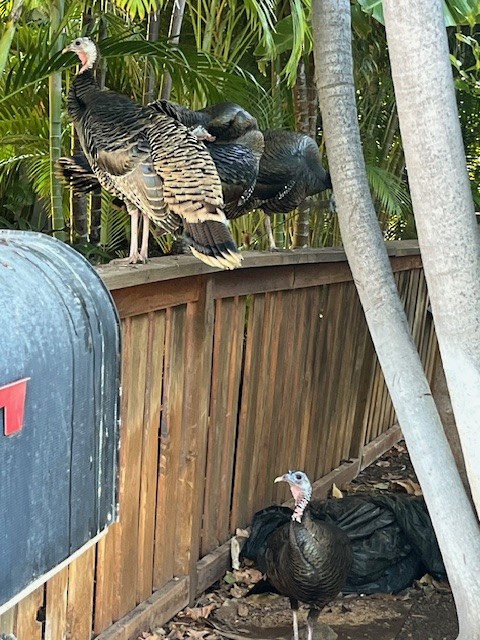 Wild Turkey - ML646318284