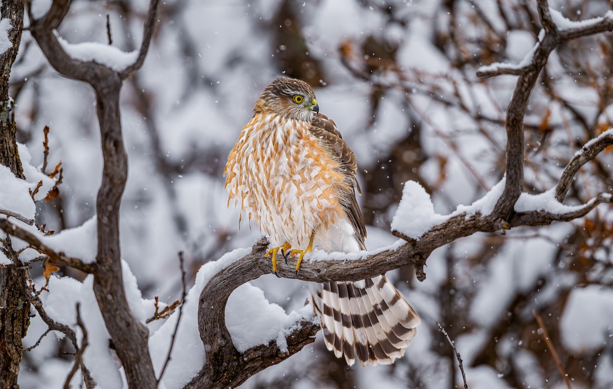 Sharp-shinned Hawk - ML646318285