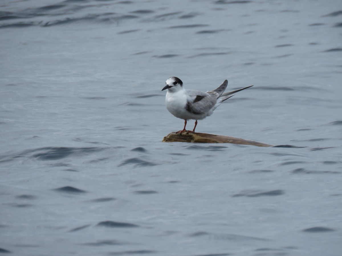 Common Tern - ML646318286