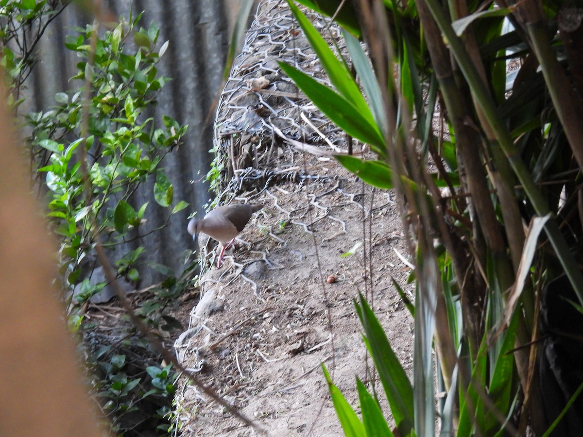White-tipped Dove - ML646318287