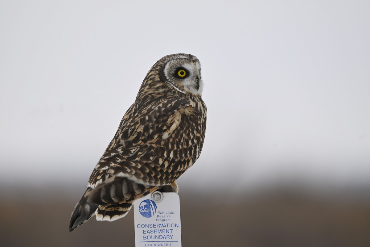 Short-eared Owl - ML646318288