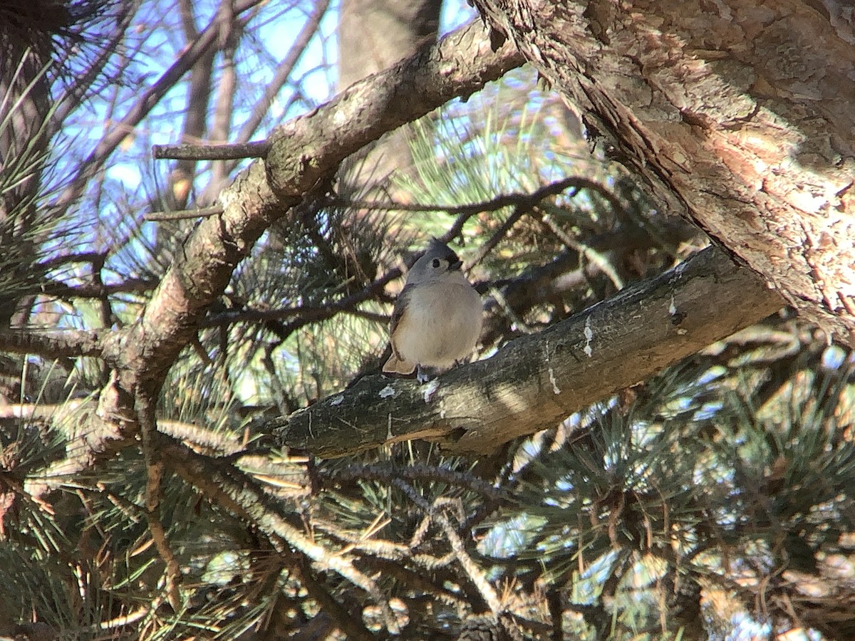 Tufted Titmouse - ML646318289